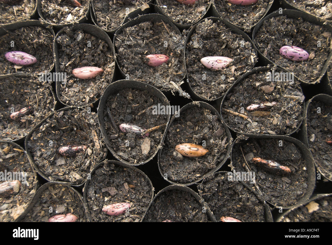 Stangenbohnen in Faser biologisch abbaubare Töpfe Norfolk UK April gepflanzt Stockfoto