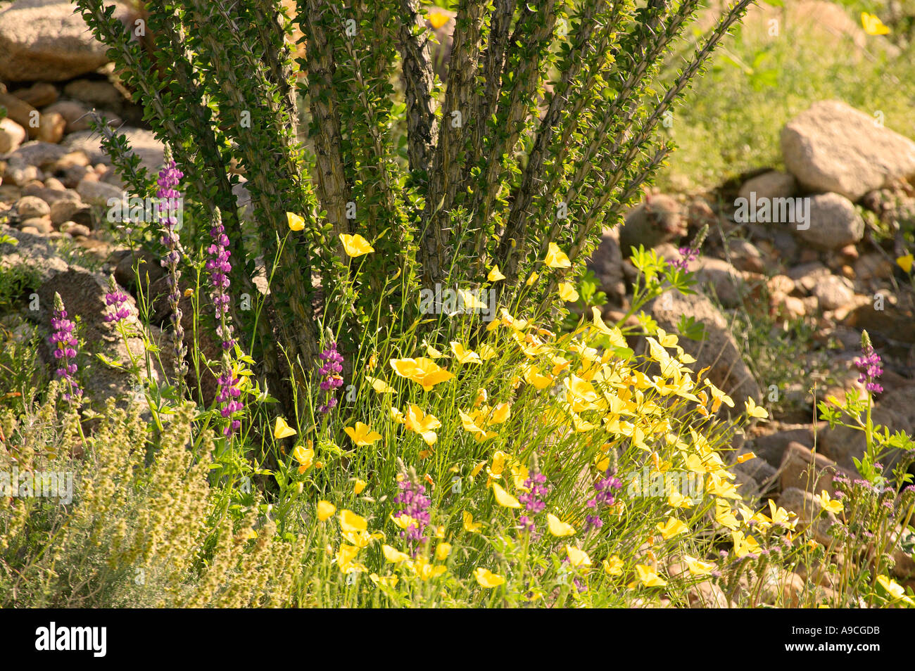 Wildblumen wie Lupine Wüste Gold Poppy oder Goldenpoppy Brittlebush Stockfoto