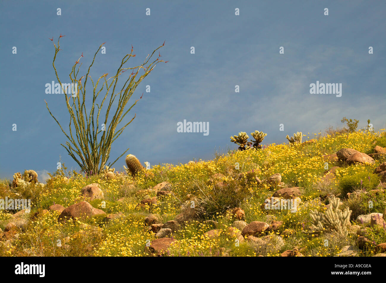 Anza Borrego Desert State Park California Stockfoto