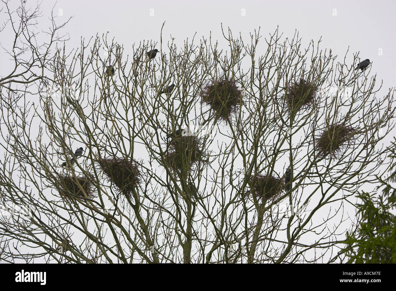 Rookery in einem Baum im winter Stockfoto