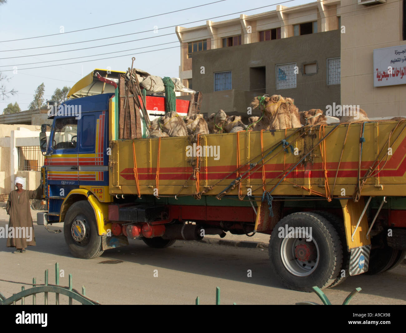 Eine Wagenladung von Kamelen in El Bawiti Bahariya Oase Ägypten Stockfoto