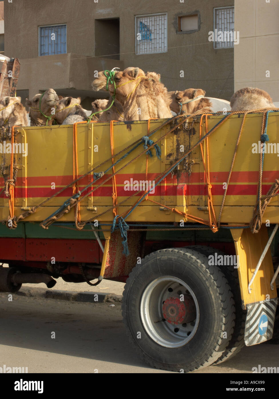 Eine Wagenladung von Kamelen in El Bawiti Bahariya Oase Ägypten Stockfoto