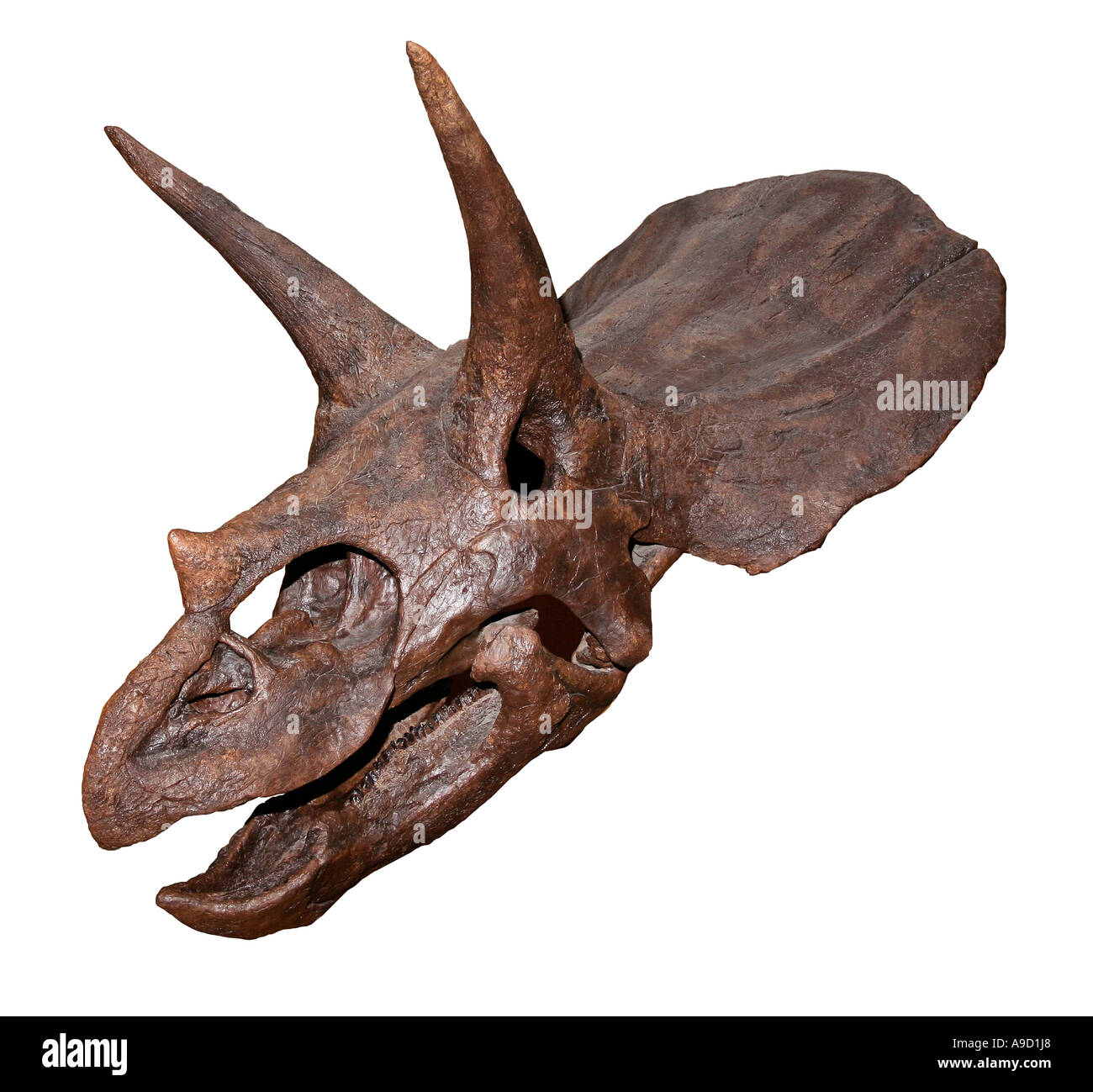 Triceratops Horridus Besetzung eines Schädels aus der oberen Kreidezeit Hell Creek Formation von Harding County South Dakota USA Stockfoto