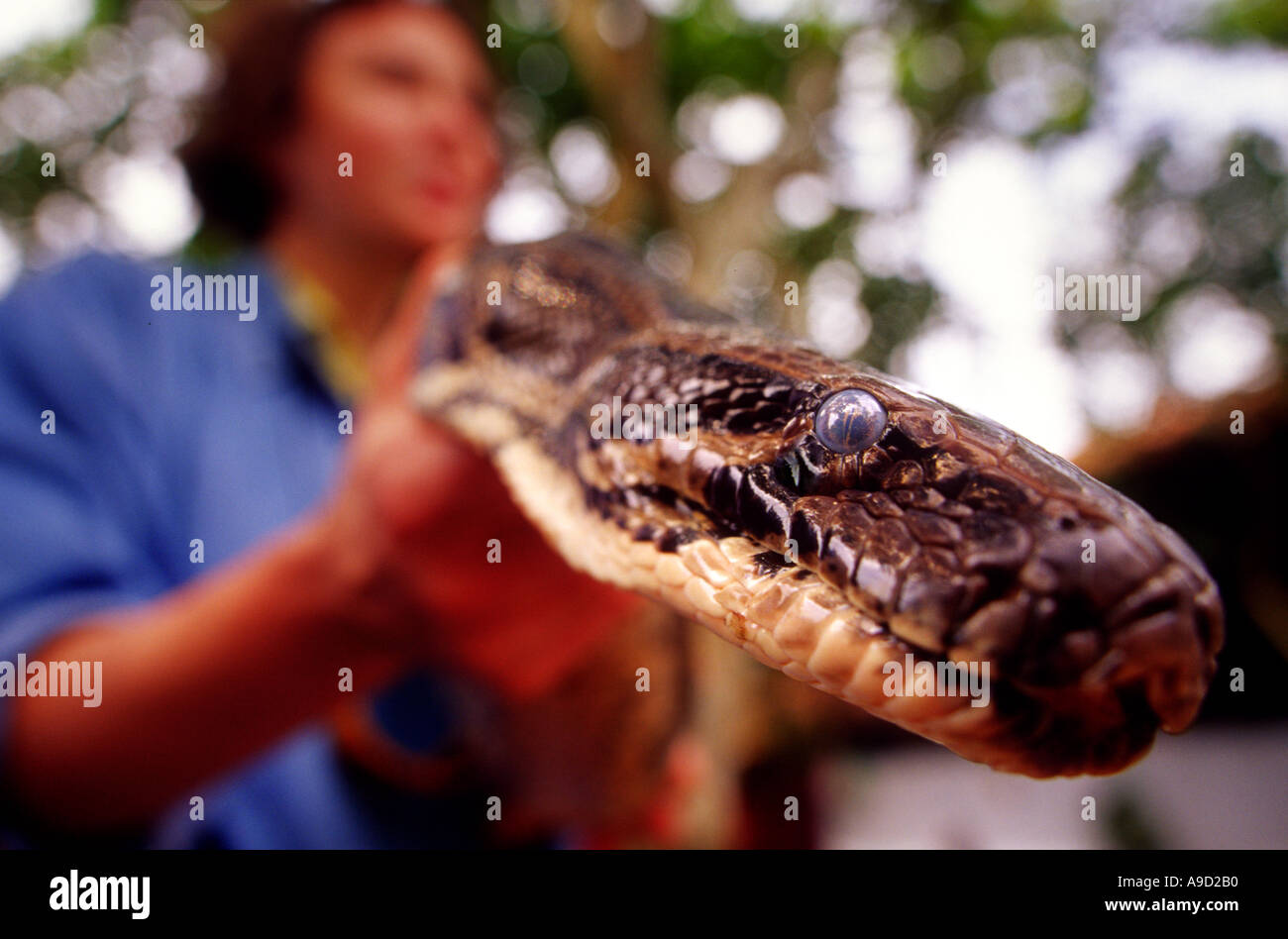 Out of Focus weibliche Figur hält einen großen Python-Kopf der Schlange ist scharf Blick hinunter auf die Kamera Stockfoto