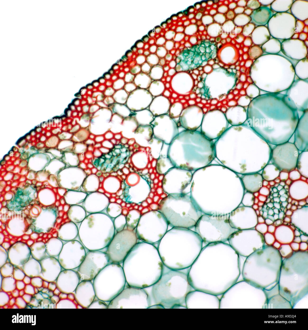 Pflanzen Sie Stamm Abschnitt zeigt Leitbündel Xylem phloem Stockfoto