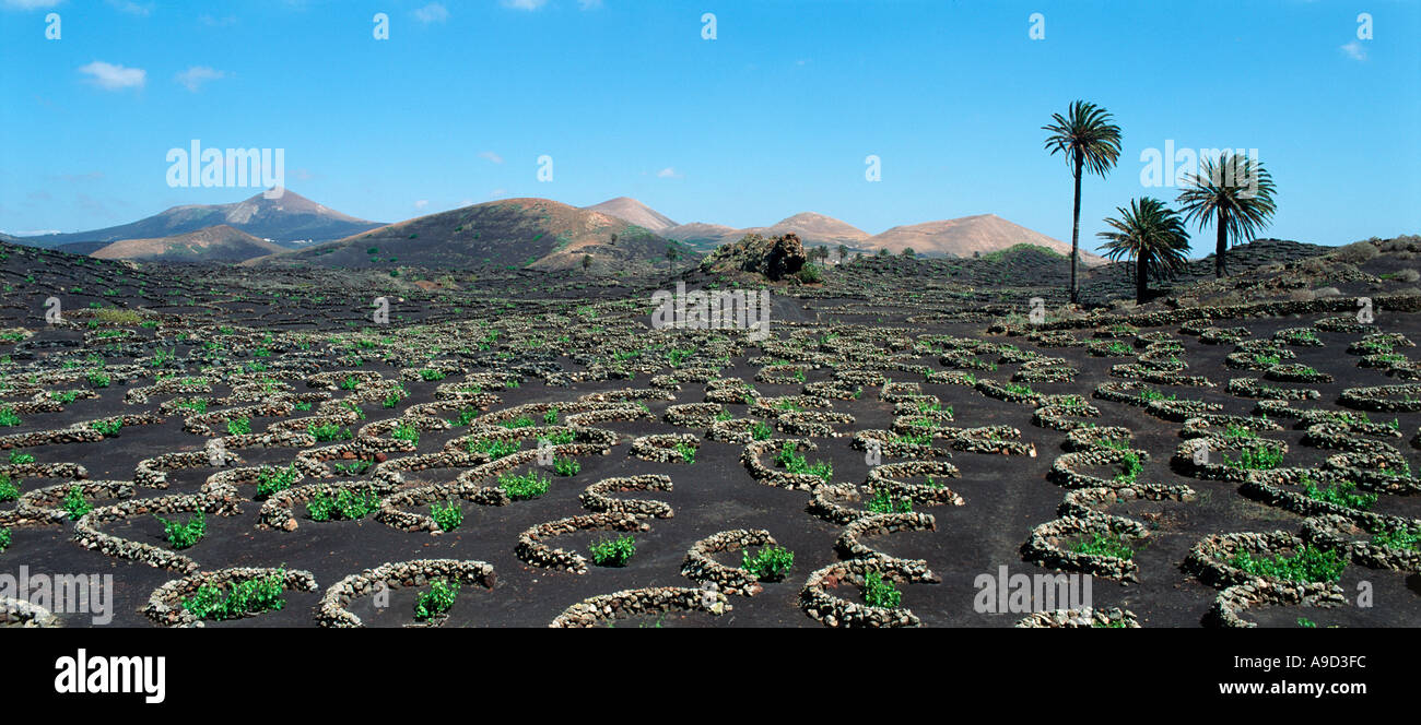 Typische Anbau in der Nähe von Yaiza, Lanzarote, Kanarische Inseln, Spanien Stockfoto