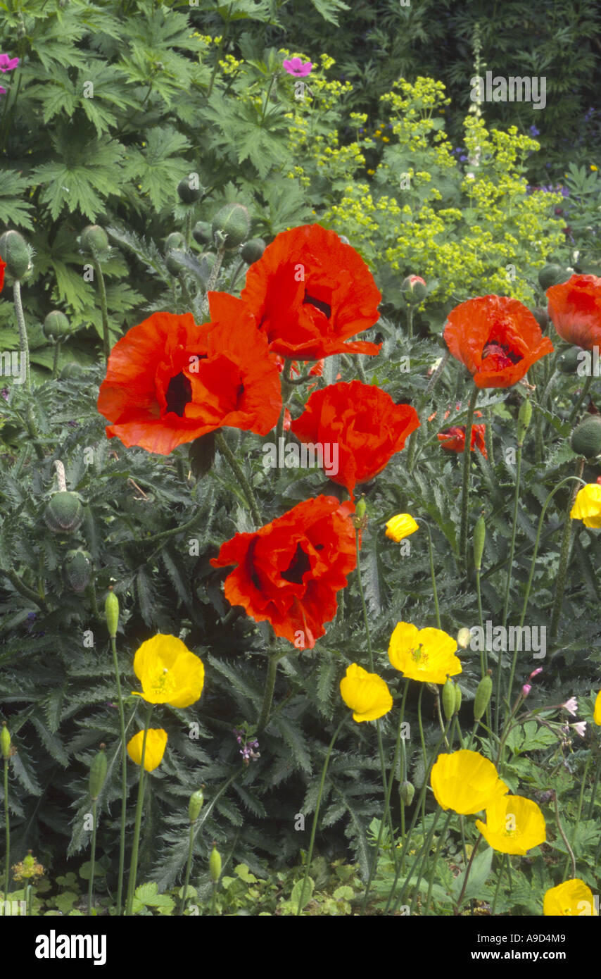 Büschel von roten Mohn Blumen Stockfoto
