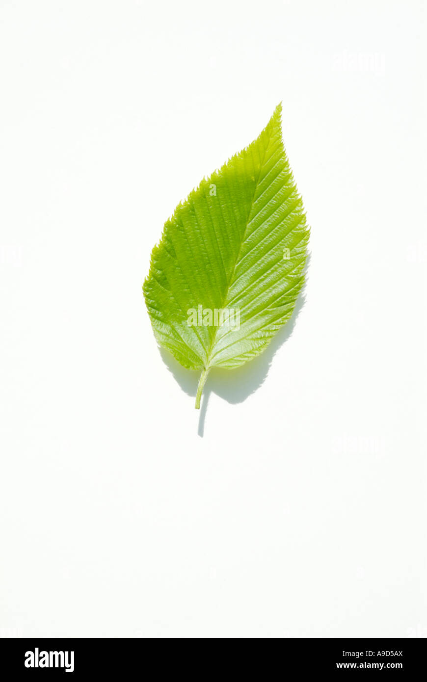 Gelb-Birke Betula Alleghaniensis Blätter mit einem weißen Hintergrund in den Frühlingsmonaten in New England USA Stockfoto