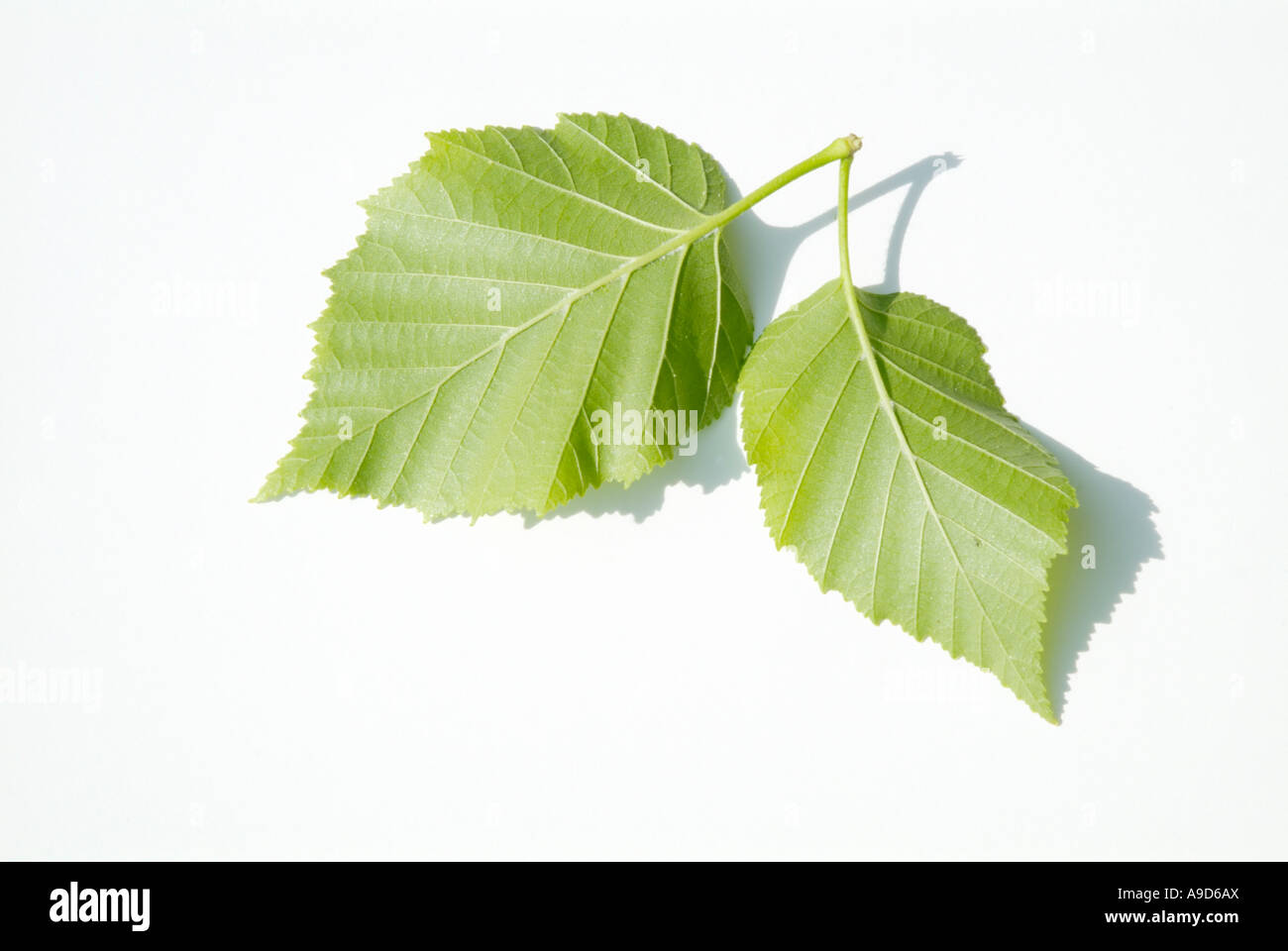 Papier-Birke Betula Papyrifera Blätter mit weißem Hintergrund Stockfoto