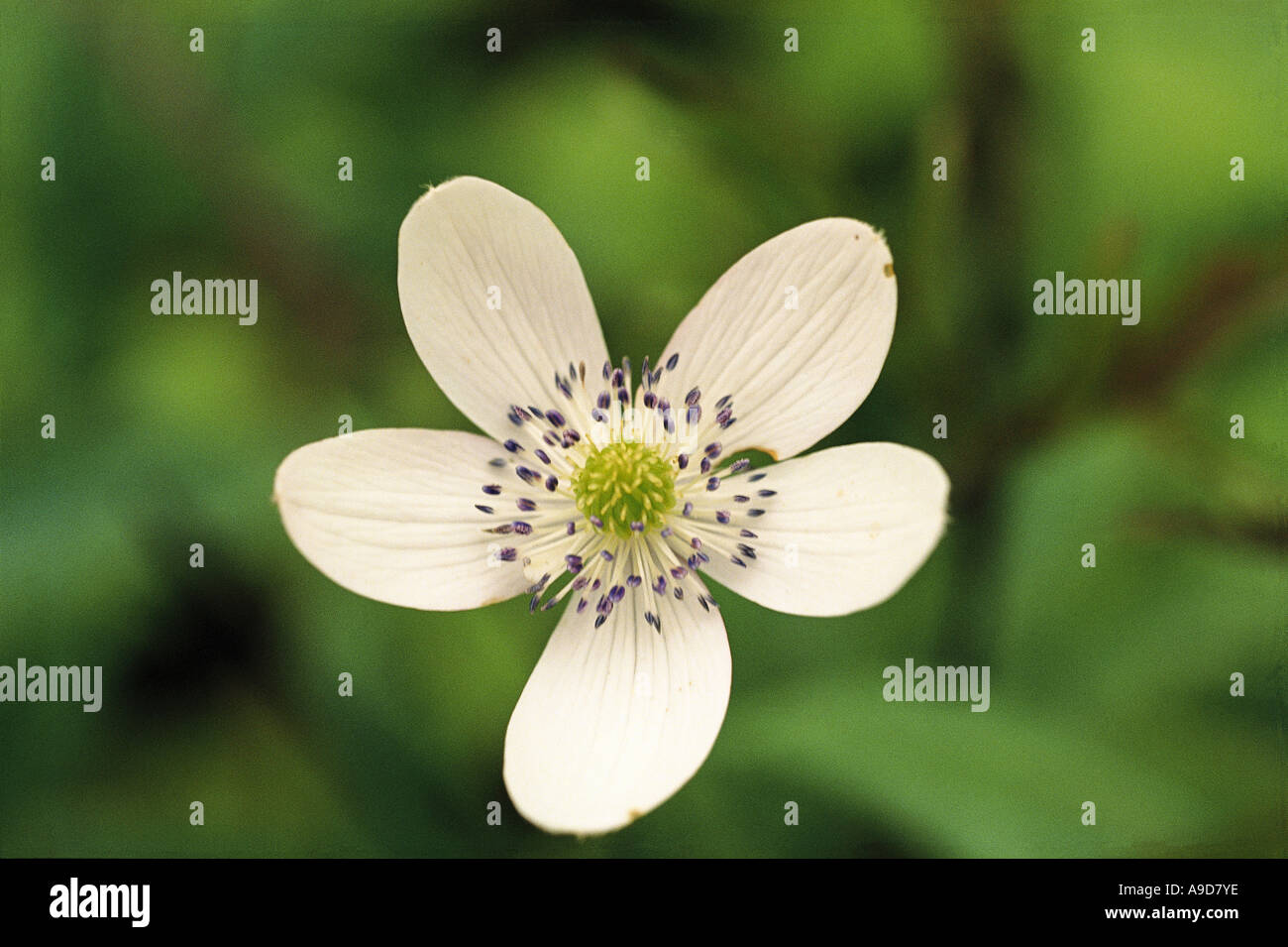 Fünf Blütenblätter weiß wilde Blume im Tal der Blumen in der Nähe von