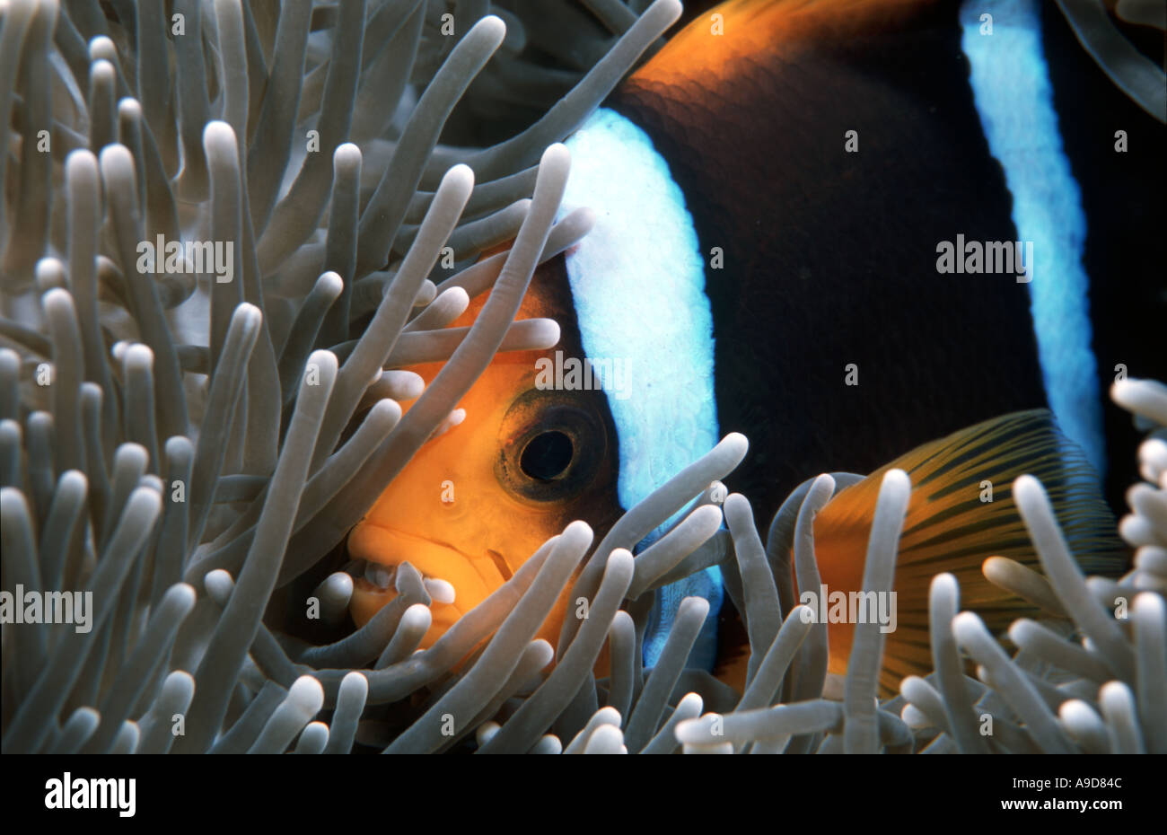 Anemonenfische Palau Mikronesien Stockfoto