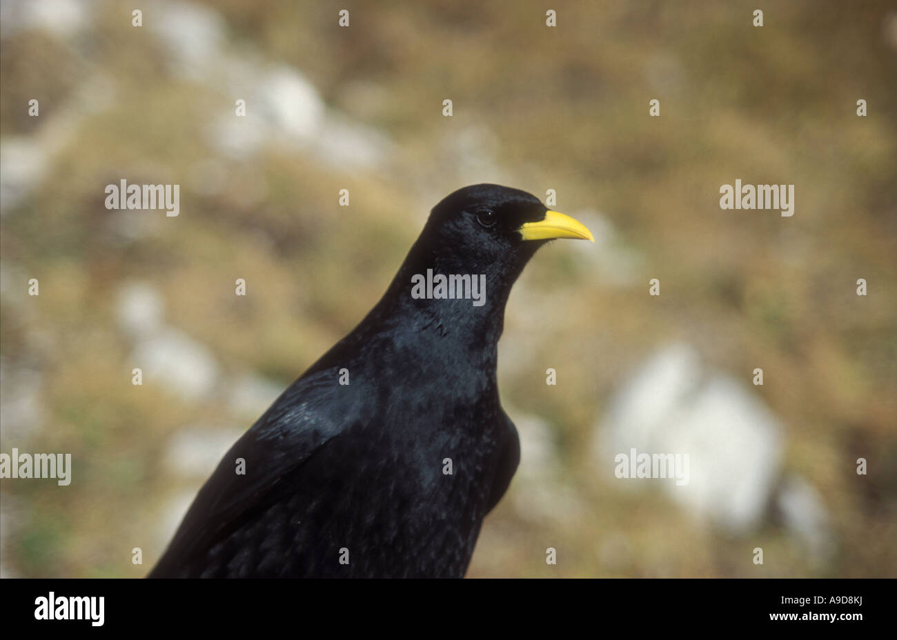 Jack Daw, Alpendohle, Pyrrhocorax Graculus, Schweizer Alpen, Schweiz Stockfoto