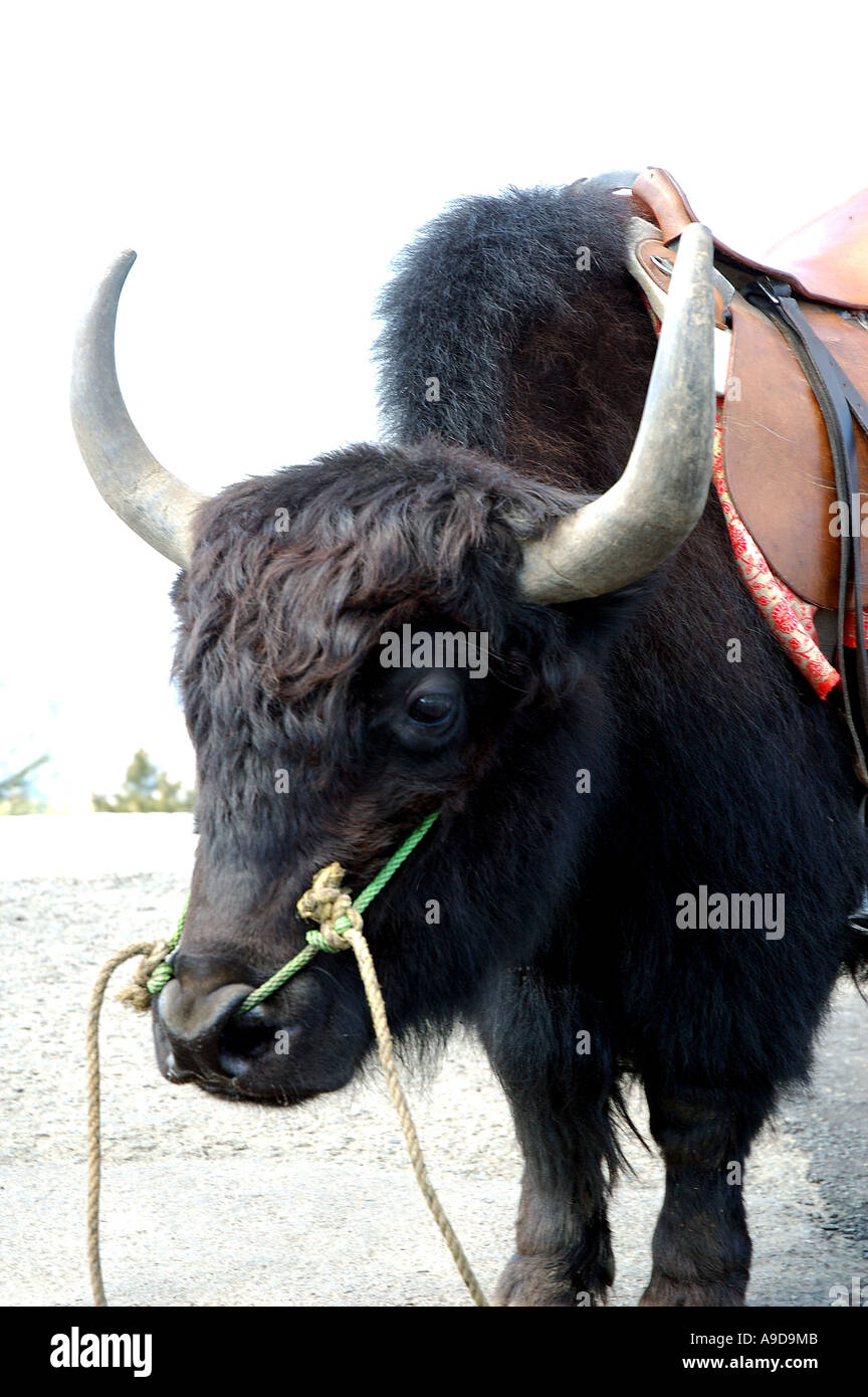 Schwarzes Yak Tier mit Sattel in der Nähe von Simla Himachal Pradesh Indien Stockfoto