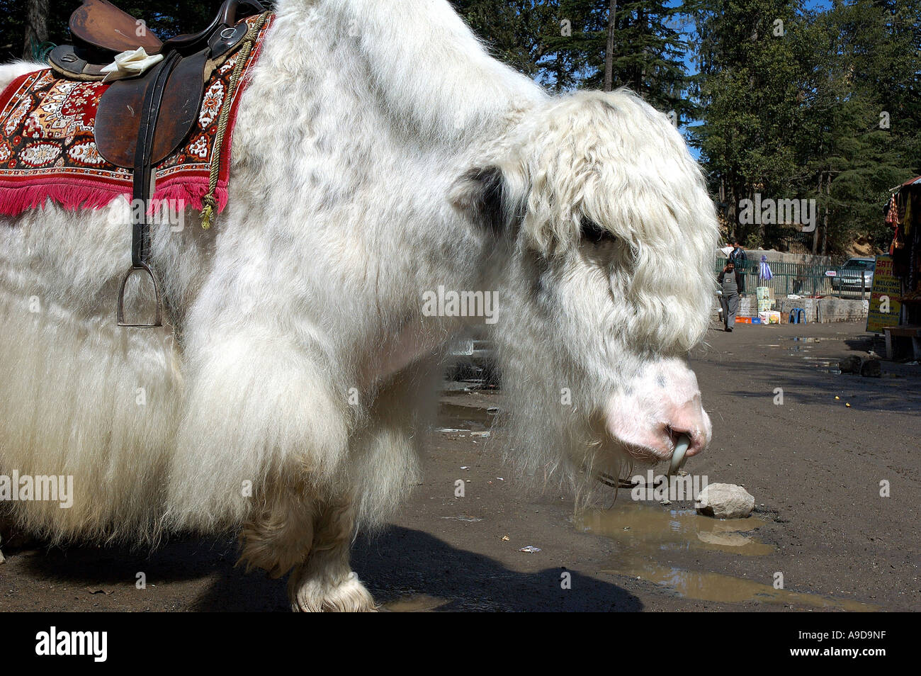 Weißes Yak-Tier mit Sattel in der Nähe von Simla Himachal Pradesh Indien Stockfoto