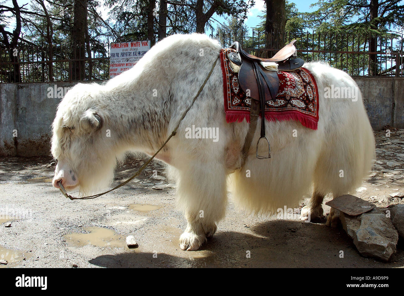Weißes Yak-Tier mit Sattel in der Nähe von Simla Himachal Pradesh Indien Stockfoto