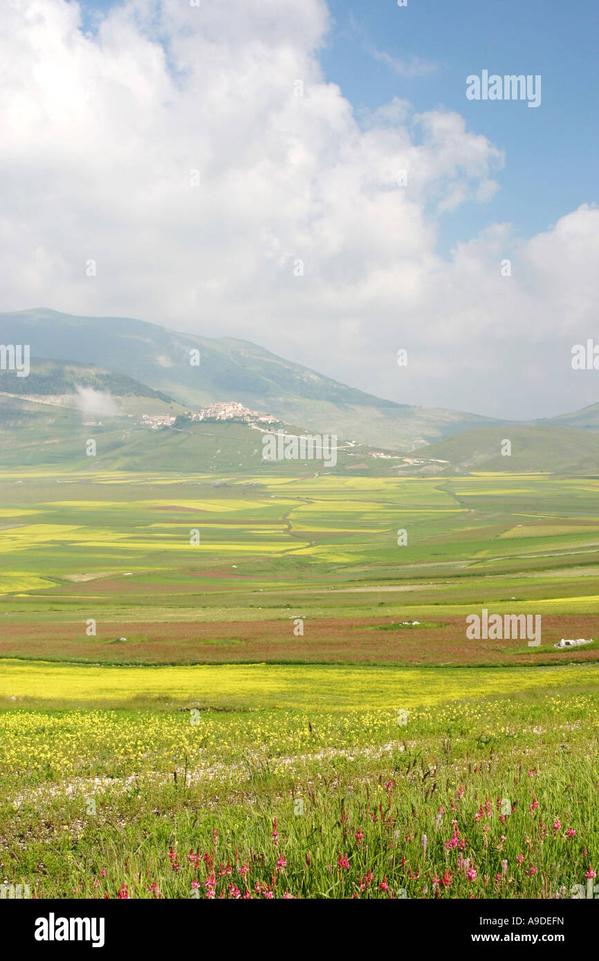 Wilde Blume vor Castelluccio auf dem Piano Grande, Nationalpark Monti Sibillini, Le Marche Italien anzeigen Stockfoto