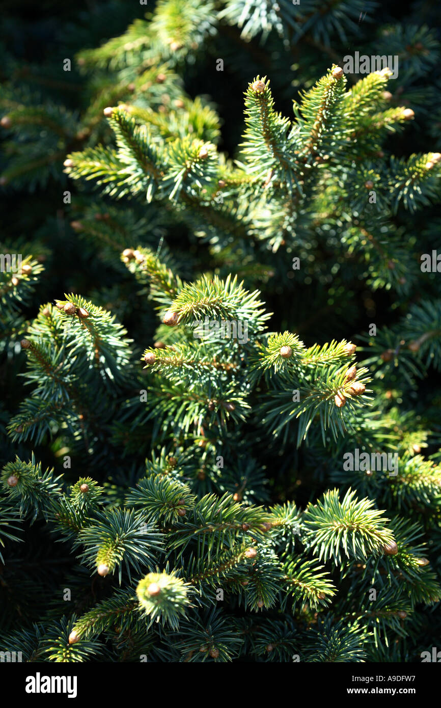 "Zuckerhut" Picea Sitchensis Sitka-Fichte Stockfoto