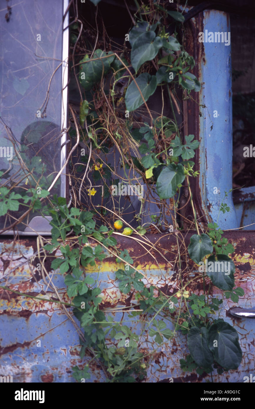 Momordica Balsamina oder Cundeamor wächst durch das Fenster von einem verlassenen LKW in Maracay, Venezuela Stockfoto
