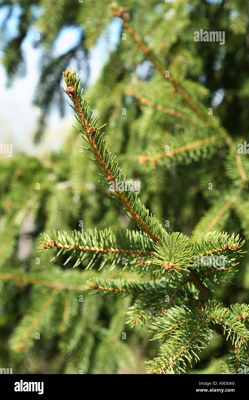 Gemeine Fichte "Aarburg" Picea abies Stockfoto