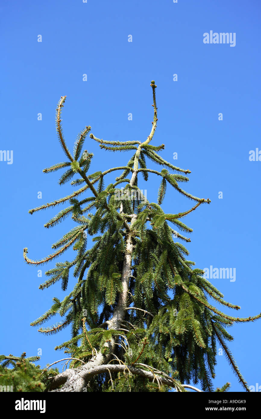 Gemeine Fichte "Aarburg" Picea abies Stockfoto
