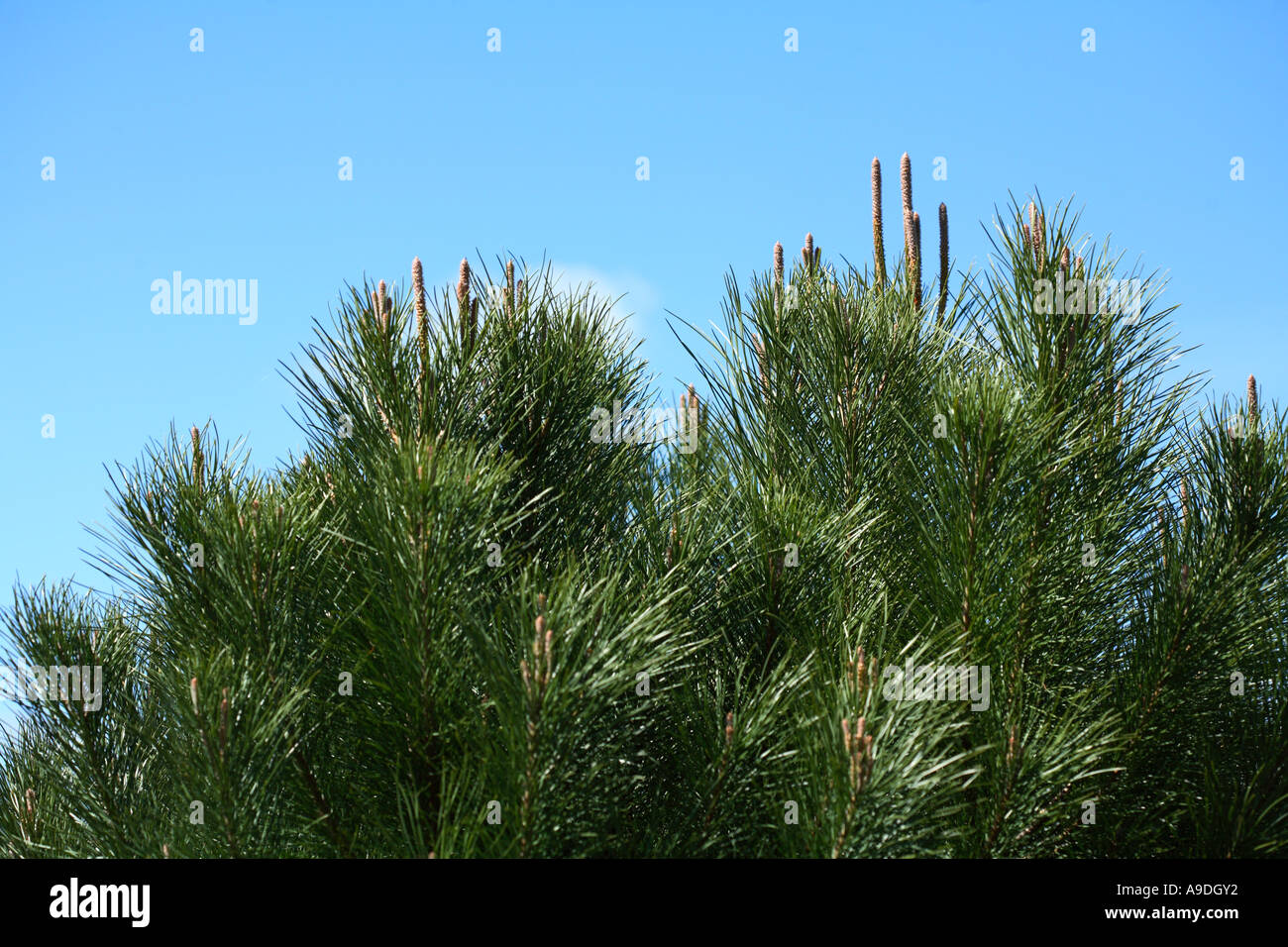 Italienische Stein Kiefer Pinus Pinea mediterrane Tannenbäumen Stockfoto