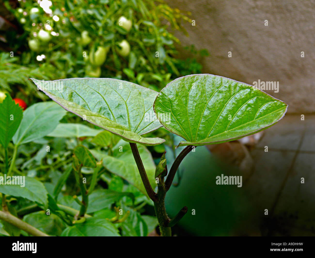 Ipomoea Batatas, Sweet Potato Blätter ist ein zartes, warmem Wetter Gemüse. Pune, Indien. Stockfoto