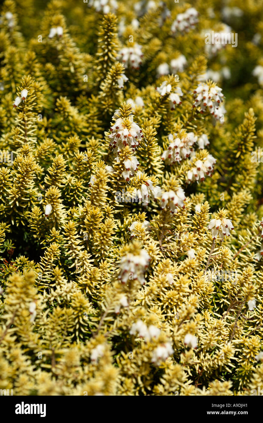 Erica Erigena irische Heide 'Golden Lady' Stockfoto