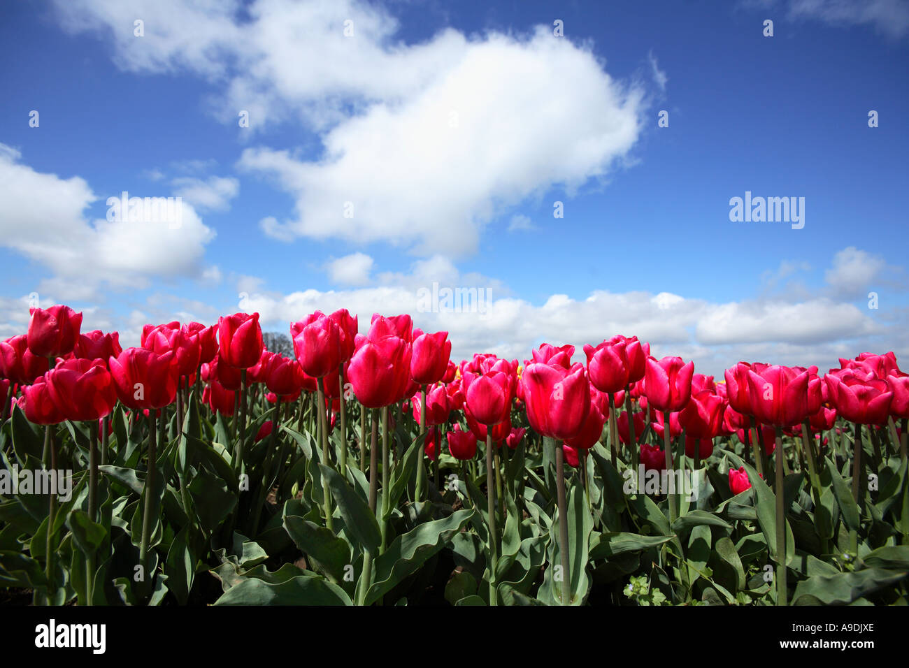 Reihe von hellen rosa Tulpen mit blauen Himmel und Wolken. Stockfoto