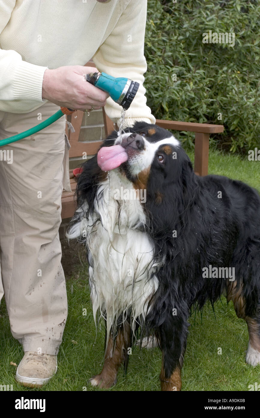 Berner Sennenhund gegeben einen Drink nach einem langen Spaziergang aus dem Schlauch Stockfoto