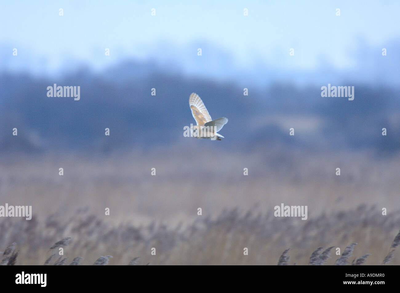 Schleiereule Tyto Alba Erwachsenen Jagd in Richtung Dämmerung Hickling breiten Norfolk England März Stockfoto