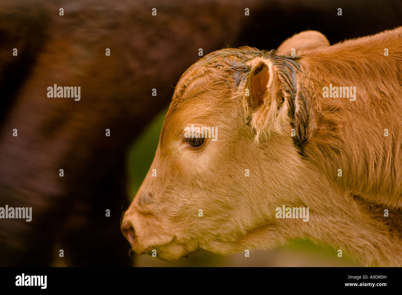 Nahaufnahme eines hellbraunen Eintagskälbes. Stockfoto