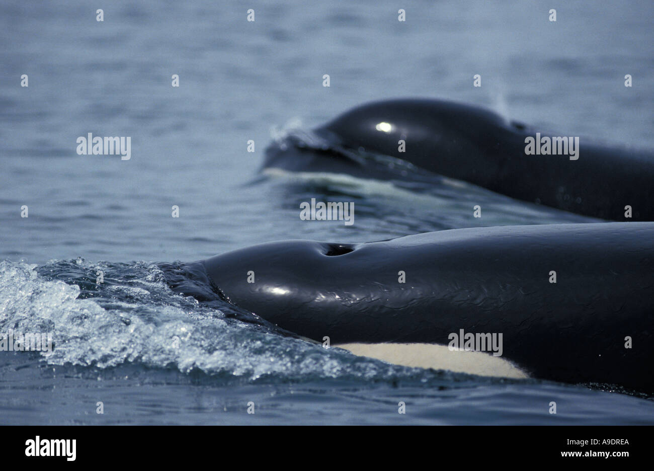 jy1151 ORCA Wale SCHWERTWAL Orcinus Orca Atmung bei Oberfläche Washington USA Pazifik Foto Copyright Brandon Cole Stockfoto