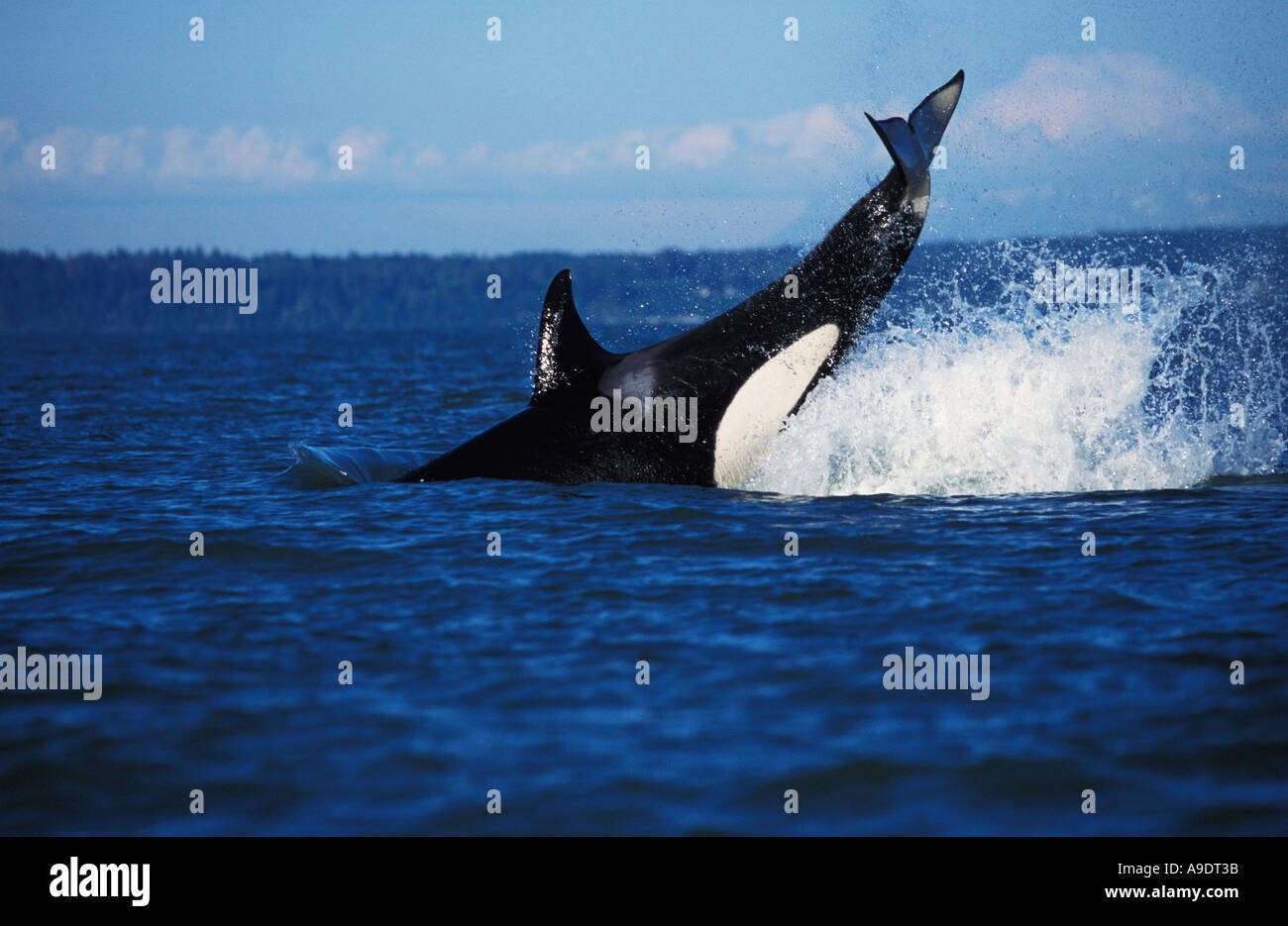 NS10 ORCA Wal Orcinus Orca Lob tailing British Columbia Kanada Pazifik Foto Copyright Brandon Cole Stockfoto