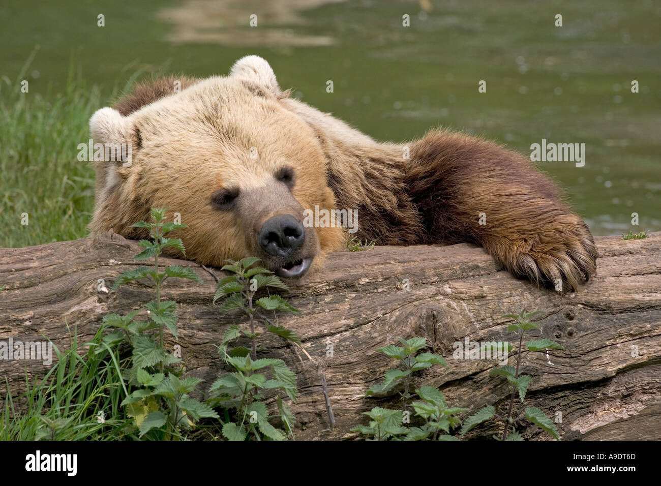 Braunbär Ursus Arctos Schlafsack Stockfoto