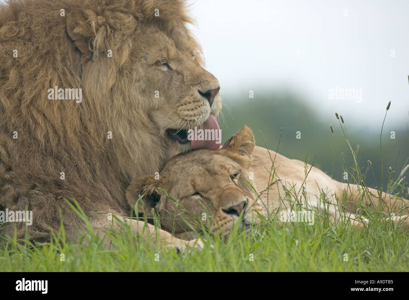 Afrikanische Löwen paar Panthera leo Stockfoto
