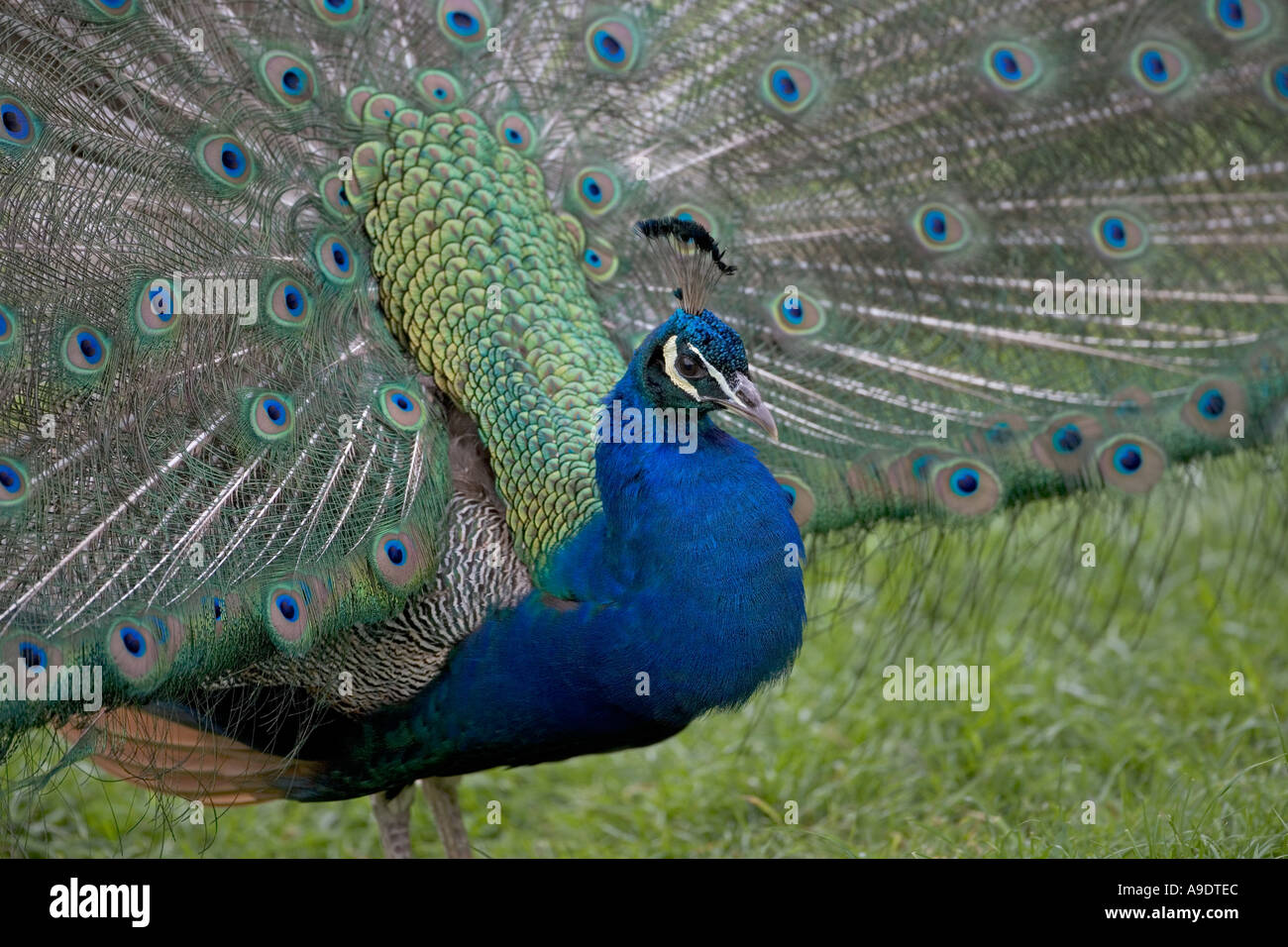 Der indische Pfau Pavo Cristatus Stockfoto