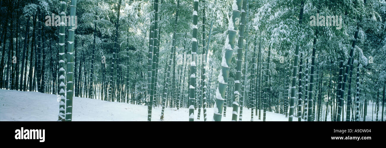 Bambus-Wald im Schnee Kyoto Japan Stockfotografie - Alamy