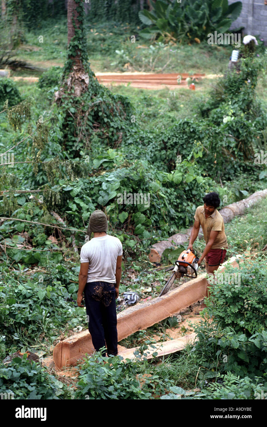 Illegal geschlagenes Holz Protokollierung Bali Indonesien Stockfoto