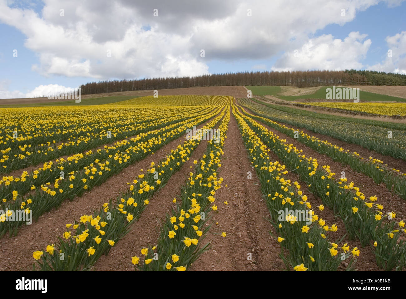 Schottische kommerzielle Narzisse Blumenzwiebeln, Feld, natur, grün, gelb, Blume, Garten, Pflanze, Narzisse, Reihen von Frühling blühende Narzissen, Schottland. Stockfoto