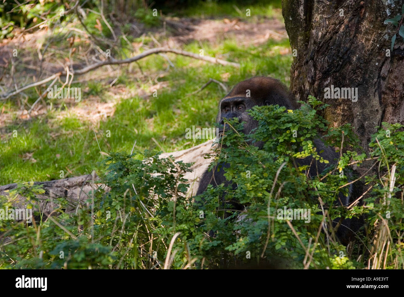 Flachlandgorilla Disneys Animal Kingdom Orlando Themenpark Stockfoto