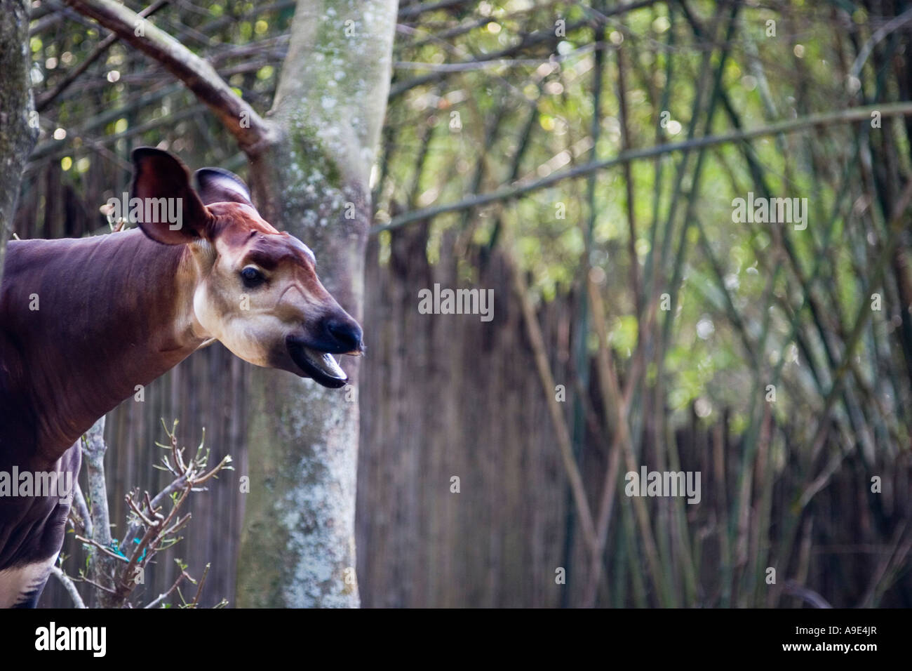 Okapi Okapia Johnstoni aus Ituri Rainforest befindet sich in Zentral-Afrika von der westlichen Welt entdeckt im Jahre 1901 Stockfoto