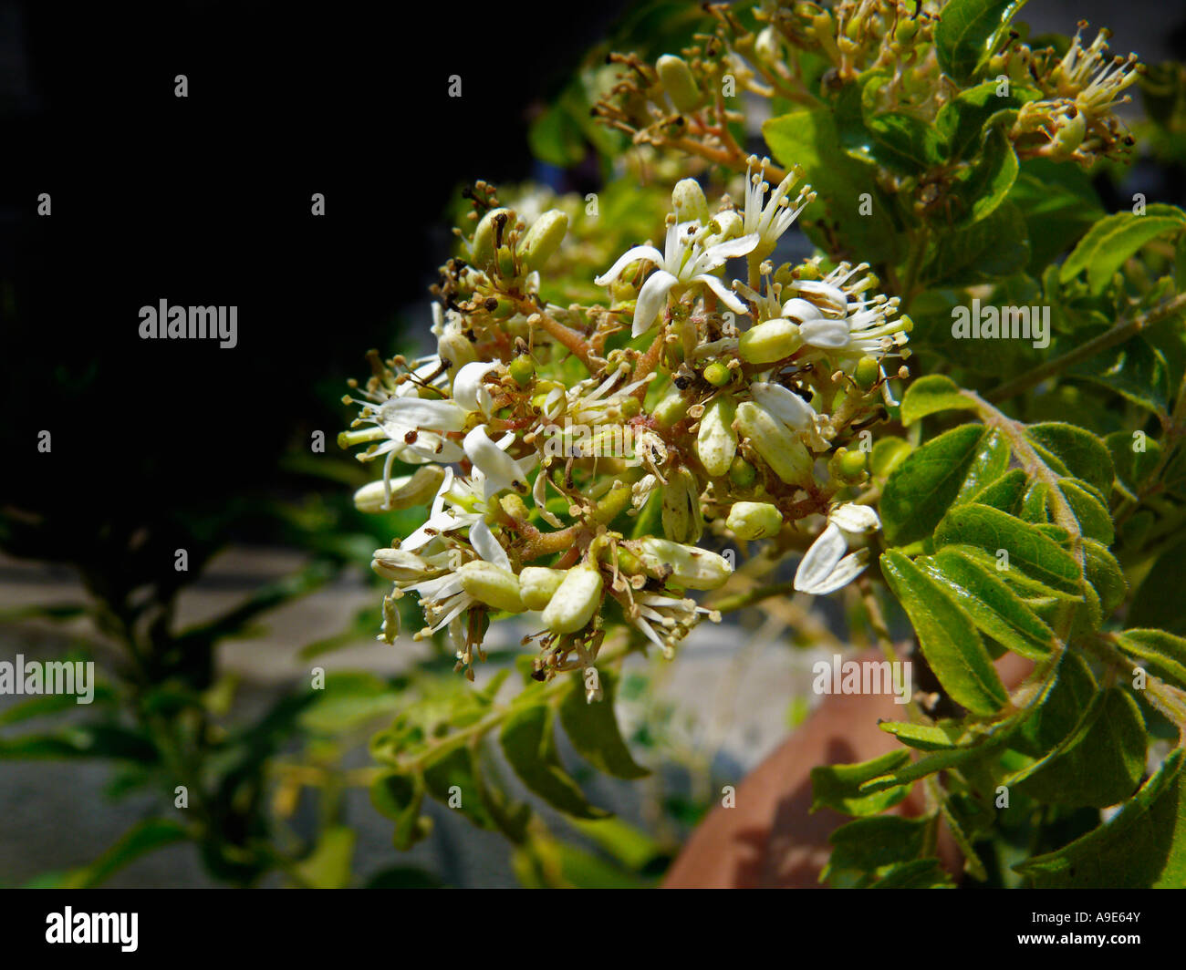 Curry-Blumen (Murraya Koenigii) die Blätter als eine wichtige Nahrungsquelle Würze in der indischen und asiatischen Küche verwendet werden. Pune, Indien. Stockfoto