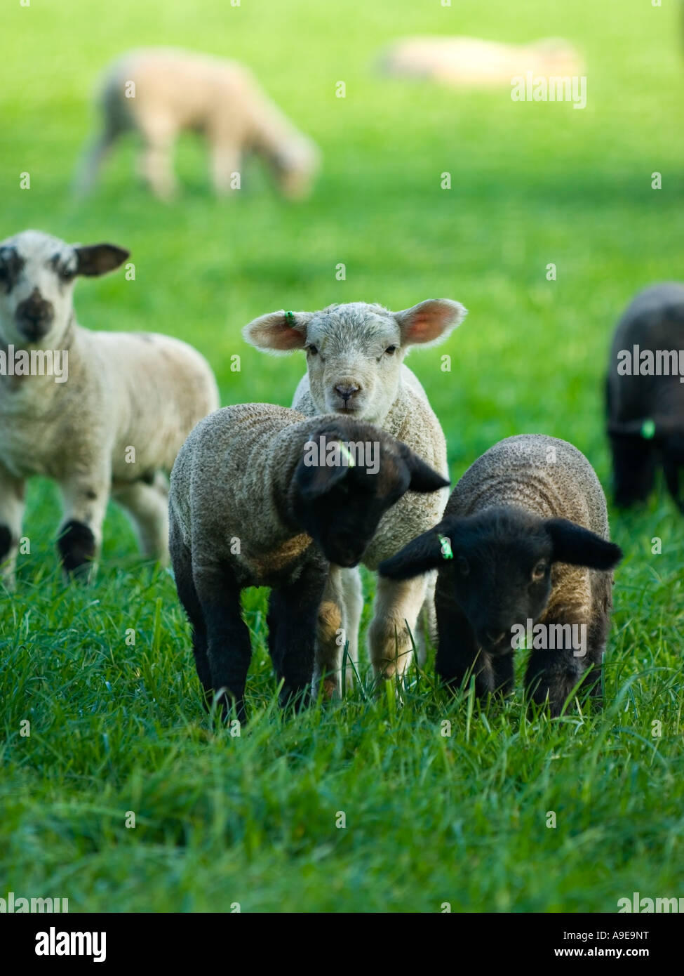 Neugeborene Lämmern auf einem der Bauernhöfe Surrey England UK Frühling 2007 Stockfoto