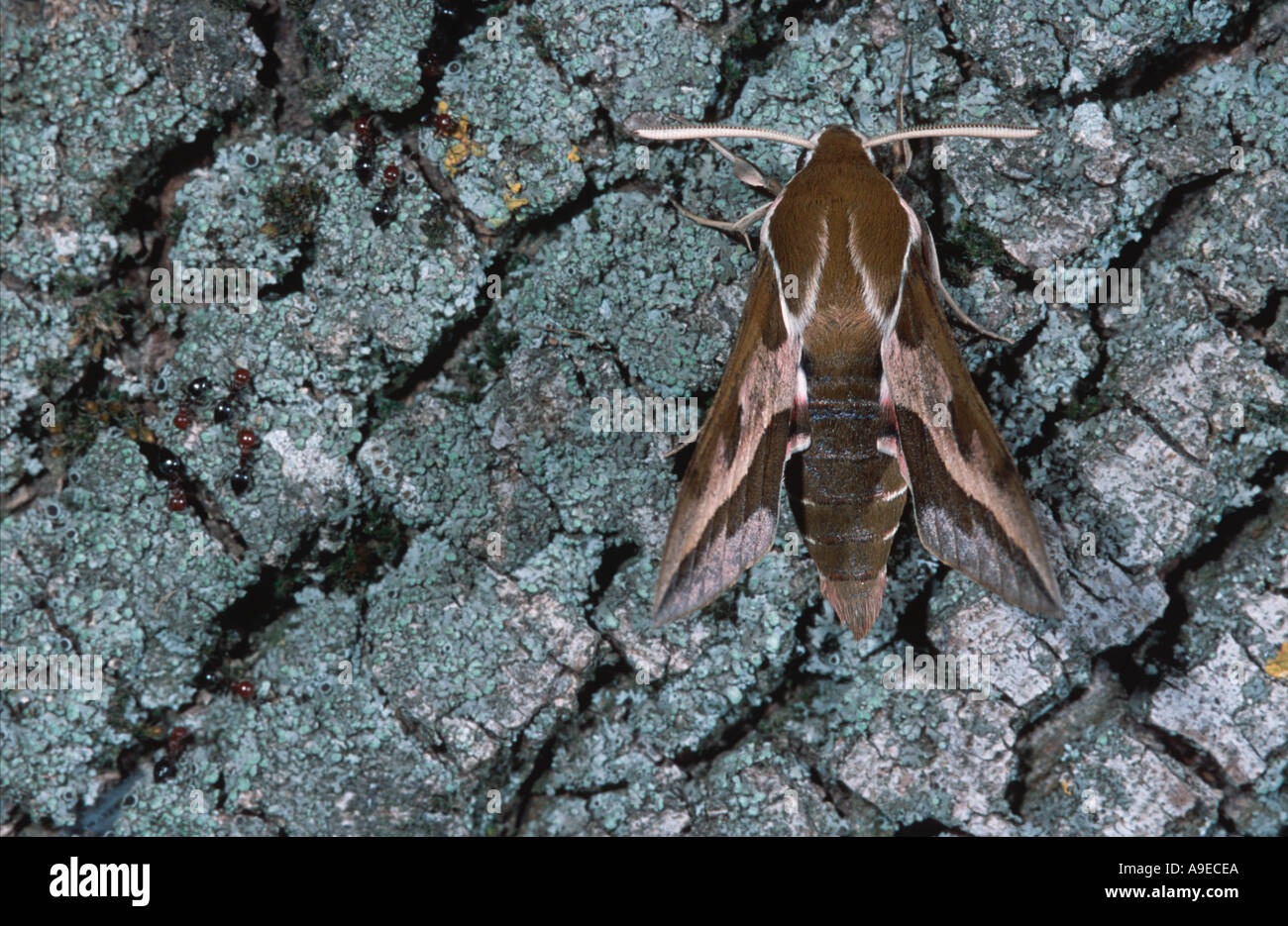 Grünen Spurge Hawk Moth stark Euphorbiae Spanien Stockfoto