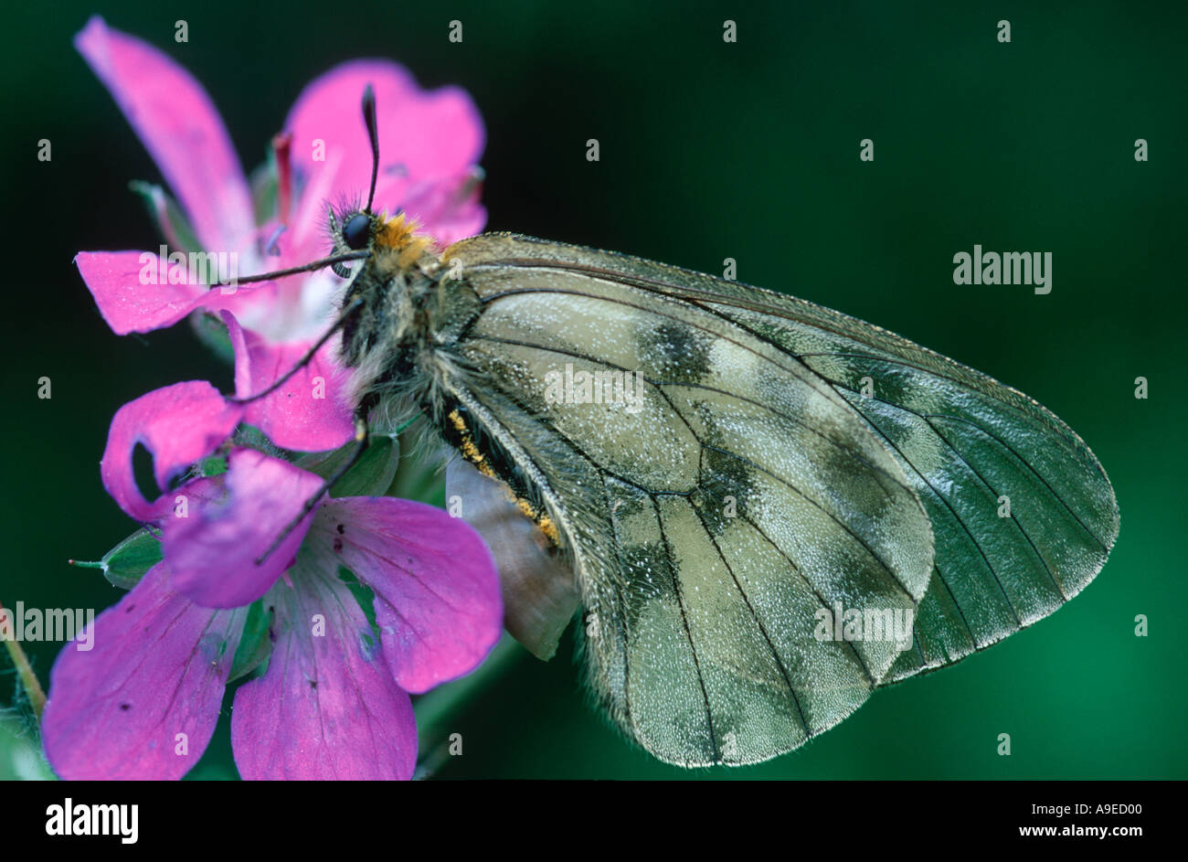 Mnemosyne Apollo schon Butterfly Pyrenäen Spanien getrübt Stockfoto