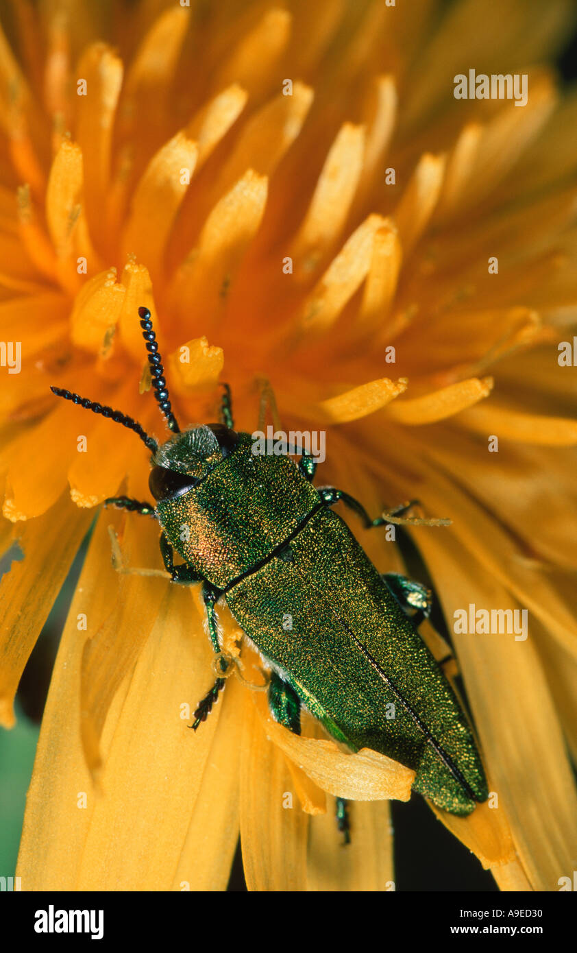 Anthaxia Hungarica europäischen Buprestid Coleopteran Käfer männlich auf Blume Stockfoto