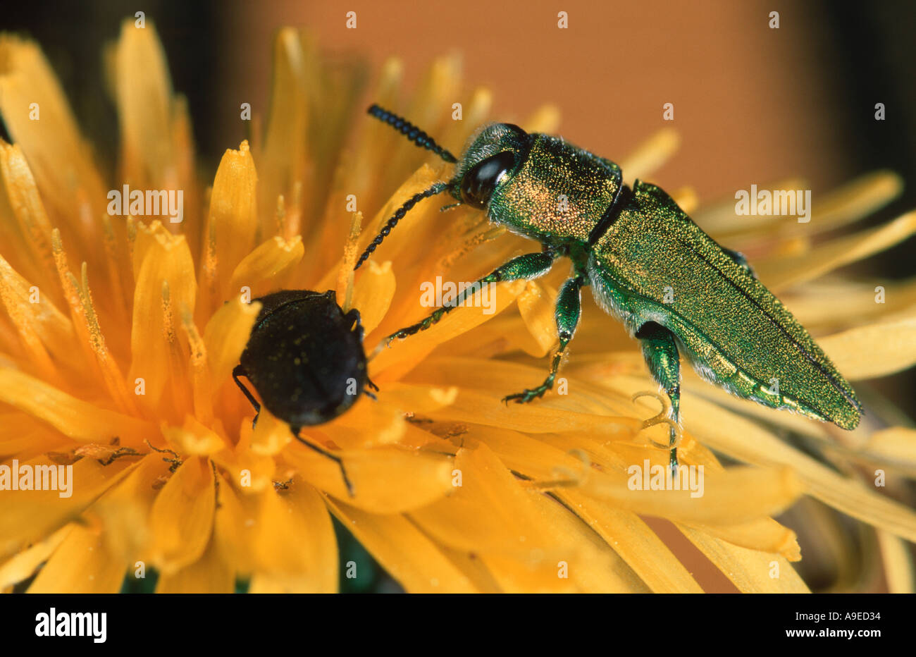 Anthaxia Hungarica europäischen Buprestid Coleopteran Käfer männlich auf Blume Stockfoto