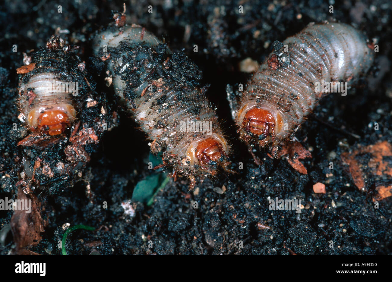 Unterirdische Larven von Melolontha Melolontha der europäischen gemeinsamen Maikäfer Stockfoto