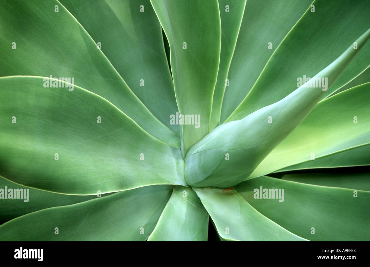 Nahaufnahme einer Aloe Pflanze Botswana Stockfoto