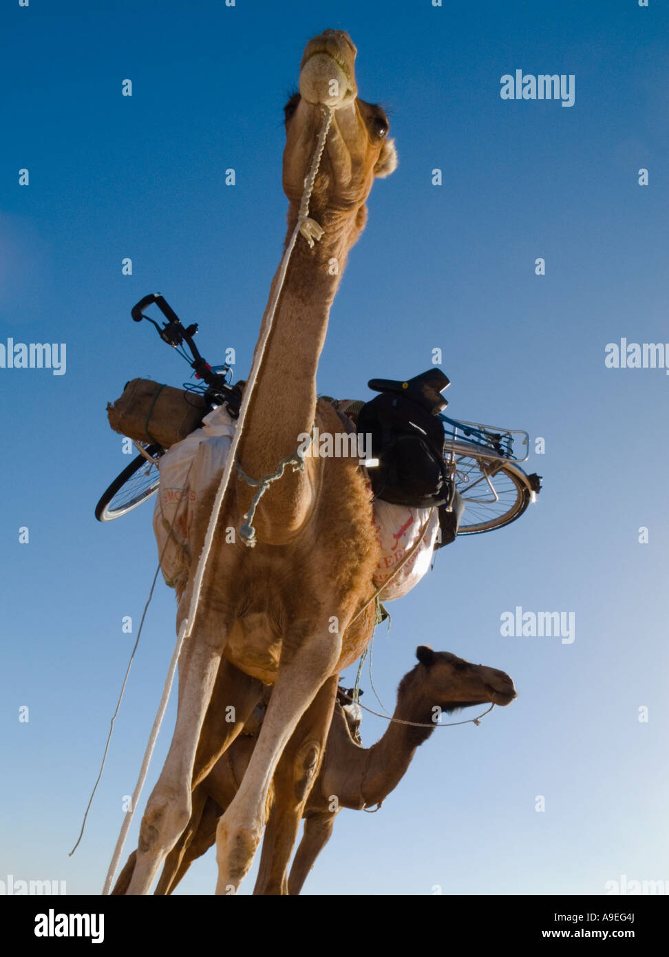 Kamele tragen ein Fahrrad und sonstiges Gepäck auf einer Wanderung durch die Sahara in Mauretanien Westafrika Stockfoto
